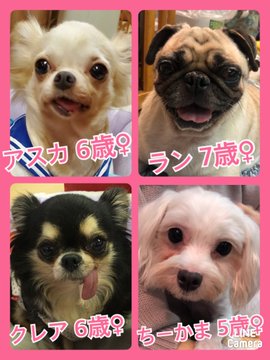 🐾今日の里親様募集中ワンコ🐶メンバーです🐾2020,11,13